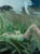 Submergence by Shelli Langdale | Oil on gallery panel depicting a figure lying in grass with a white animal. For Sale