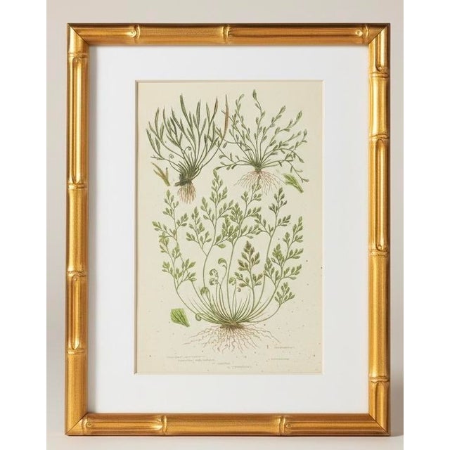 This is a set of framed fern botanicals attributed to renowned British botanist Anne Pratt. The framing and matting are...