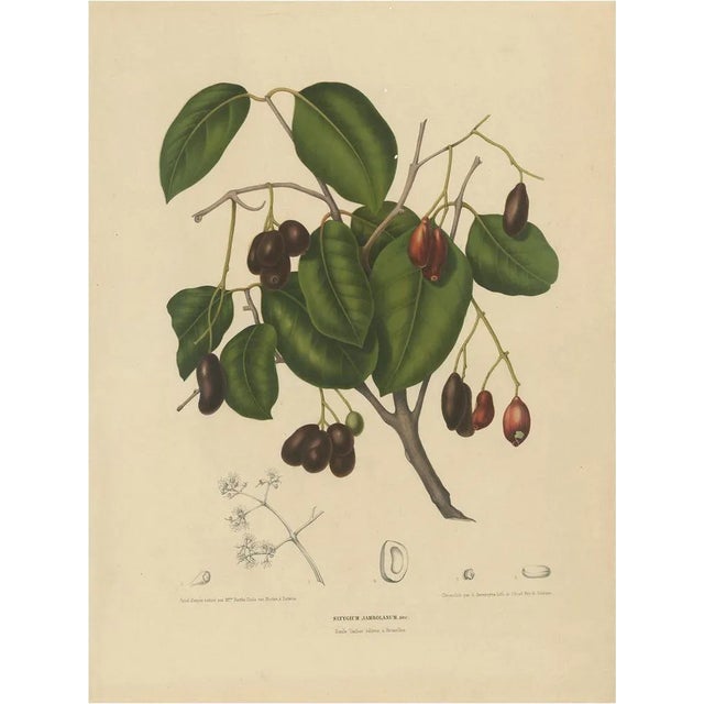 Hoola Van Nooten, Sizygium Jambolanum Java Plum, 1863, Lithograph For Sale