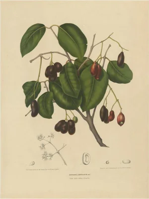 Hoola Van Nooten, Sizygium Jambolanum Java Plum, 1863, Lithograph