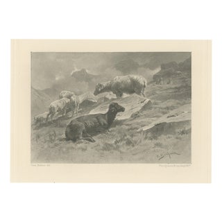 After Rosa Bonheur, Sheep in a Mountain Landscape, 1880, Photogravure For Sale