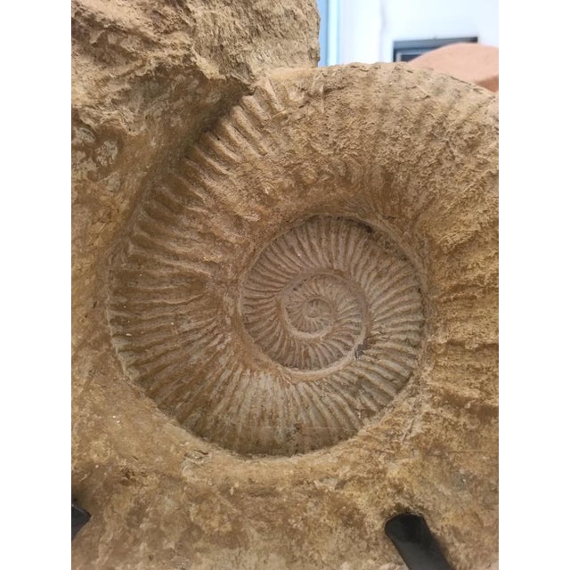 Black Prehistoric Ammonite Fossil on Iron Stand For Sale - Image 8 of 10