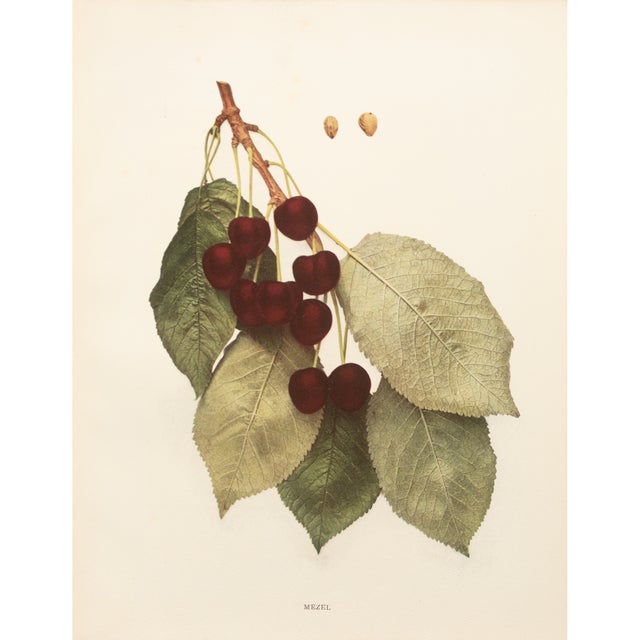 1900s U. P. Hedrick, Original Antique Photogravure of Mezel Cherries For Sale