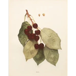1900s U. P. Hedrick, Original Antique Photogravure of Mezel Cherries