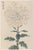 White Mum by Hasegawa, Vintage Japanese Botanical Art Print, 16" X 24" For Sale
