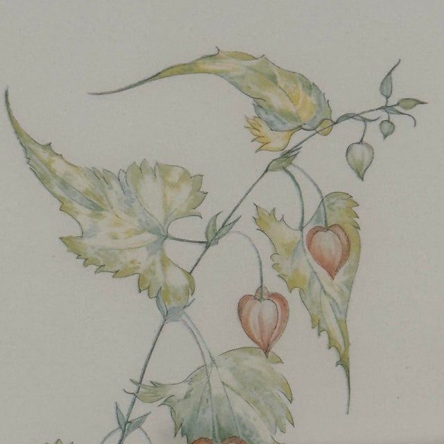 1980s Margot Weemaes 1981 Abutilon Megapotamicum Botanical Portfolio Print For Sale - Image 5 of 10