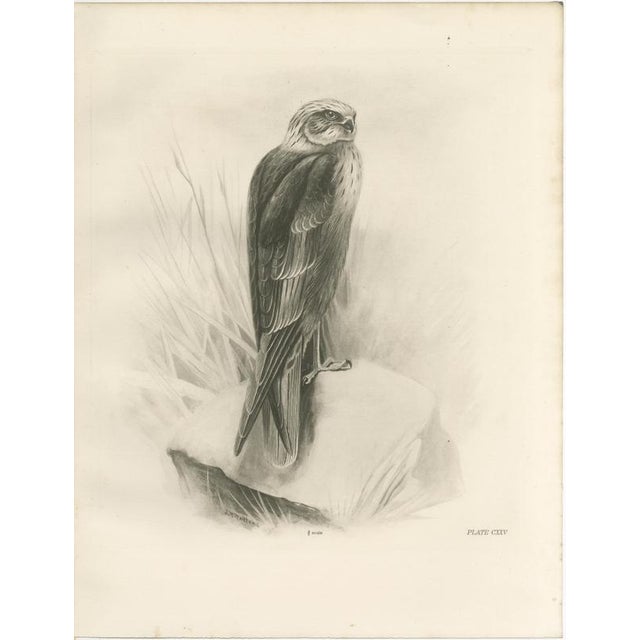 1900 - 1909 Stonham, British Harrier Bird, 1908, Lithographs, Set of 2 For Sale - Image 5 of 9