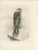 1900 - 1909 Stonham, British Harrier Bird, 1908, Lithographs, Set of 2 For Sale - Image 5 of 9