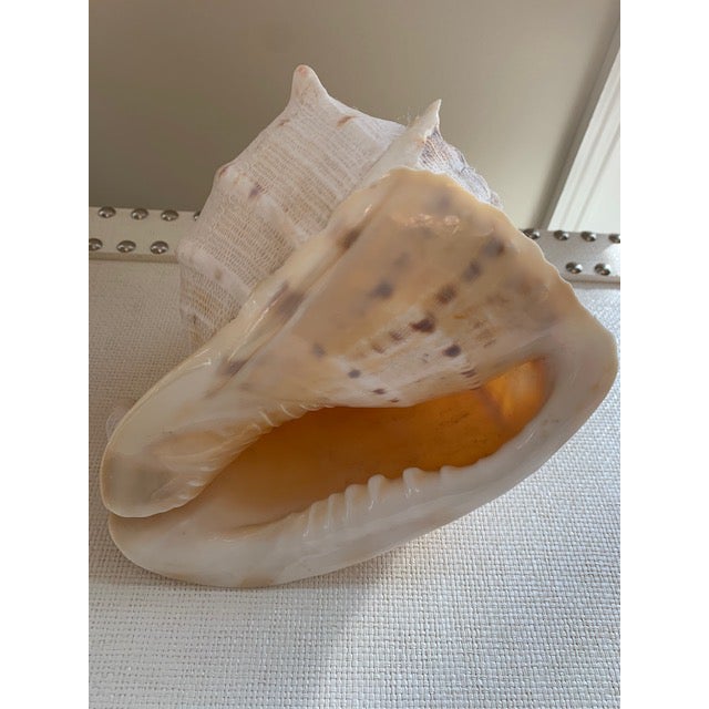 Vintage Natural Queen Conch Shells a Pair Chairish