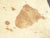 Brown Share Vintage Bill Sofield Baker Furniture Brown Cowhide Bench For Sale - Image 8 of 16