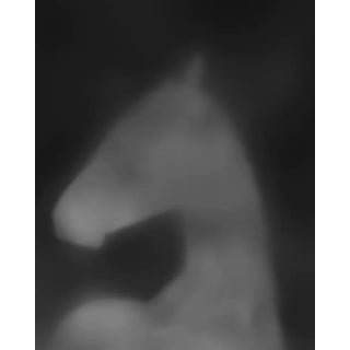 Equus Umbra II by Carys Jones Print, 24" x 30" For Sale