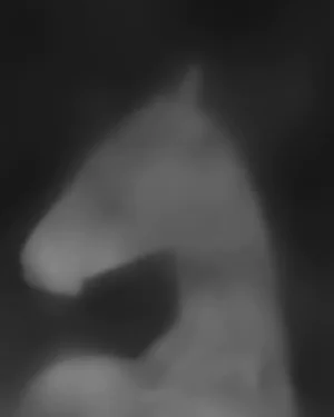 Equus Umbra II by Carys Jones Print, 24" x 30"