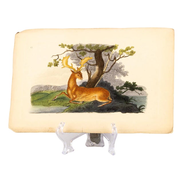 E. Donovan & F.C. & J. Rivington, Nature Illustration, Aug 1819, Hand-Colored Copperplate Engraving For Sale