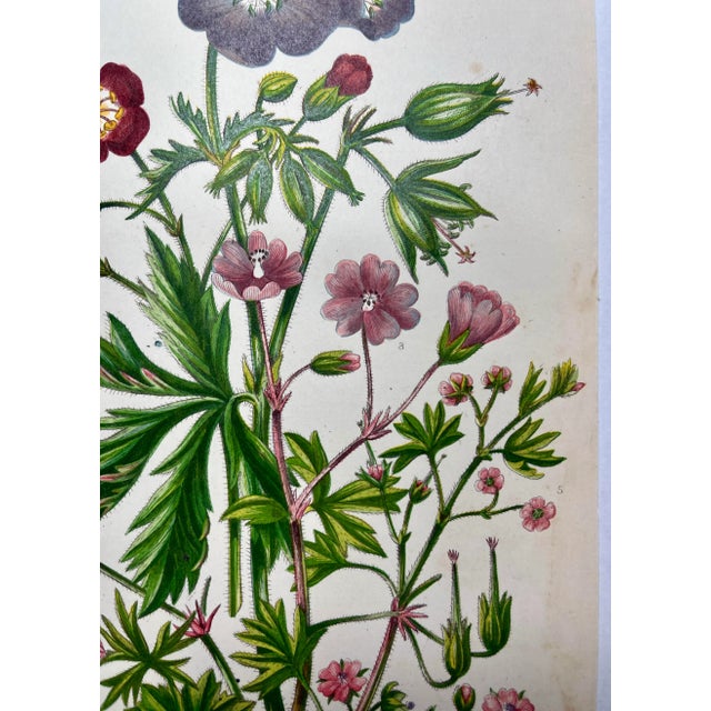 Late 19th Century Antique Hand Colored Botanical Print /Illustration by W Dikes Co Demonstrating Various Types of Cranes-Bill Flowers From England- Circa 1870 For Sale - Image 5 of 12