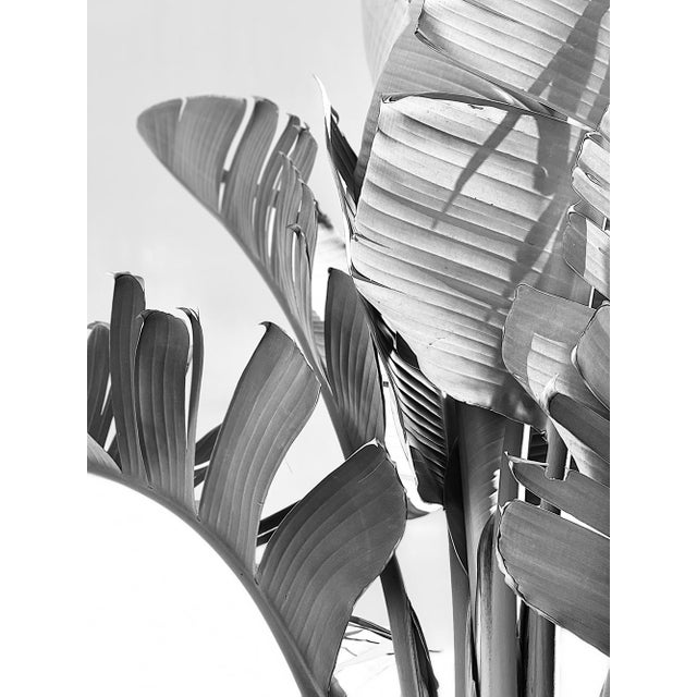 Foliage I by Stuart Möller Archival Pigment Print signed and numbered by the artist. Born in Kabul, part German and Anglo-...