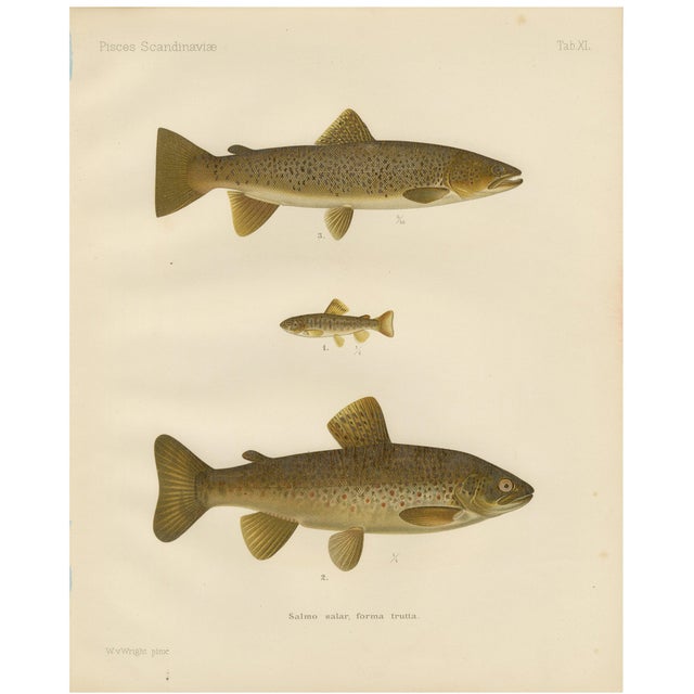 Brown Trout Diversity in Scandinavian Waters, 1895, Paper For Sale