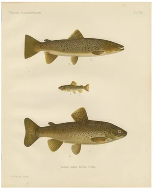 Brown Trout Diversity in Scandinavian Waters, 1895, Paper