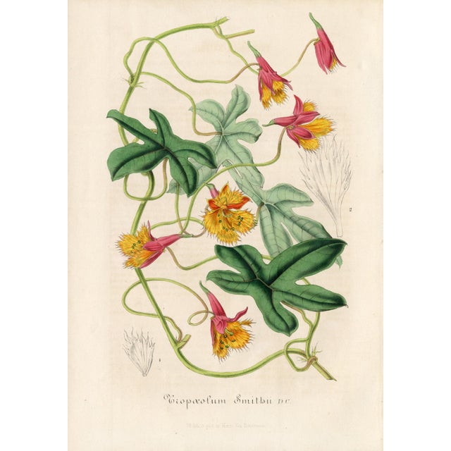 Traditional 14 Van Houtte Botanicals! Hand Color c.1853 Set B For Sale - Image 3 of 15