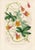 Traditional 14 Van Houtte Botanicals! Hand Color c.1853 Set B For Sale - Image 3 of 15