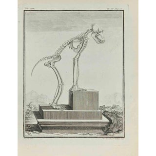 Madeline Rousselet, The Skeleton, Etching, 1771 For Sale