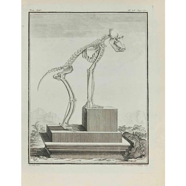 Madeline Rousselet, The Skeleton, Etching, 1771 For Sale
