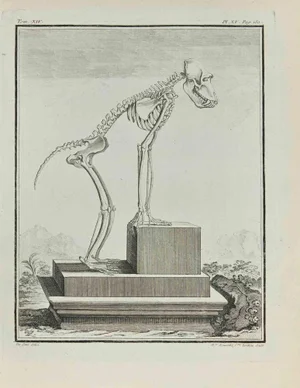 Madeline Rousselet, The Skeleton, Etching, 1771