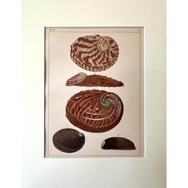 Original antique hand colored lithograph of Abalone shells by F. H. Martini Nuremberg circa 1837. Presented matted and...