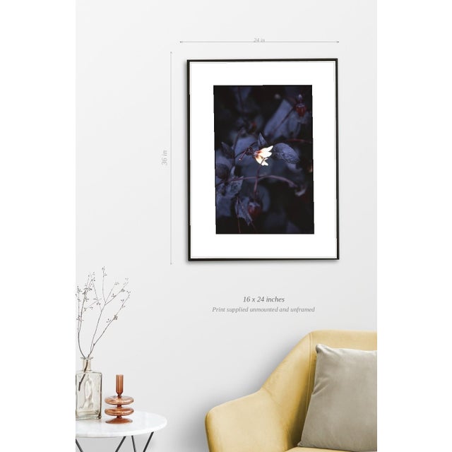 Paul Cooklin, Aquilegan, Edition of 50 For Sale - Image 4 of 7