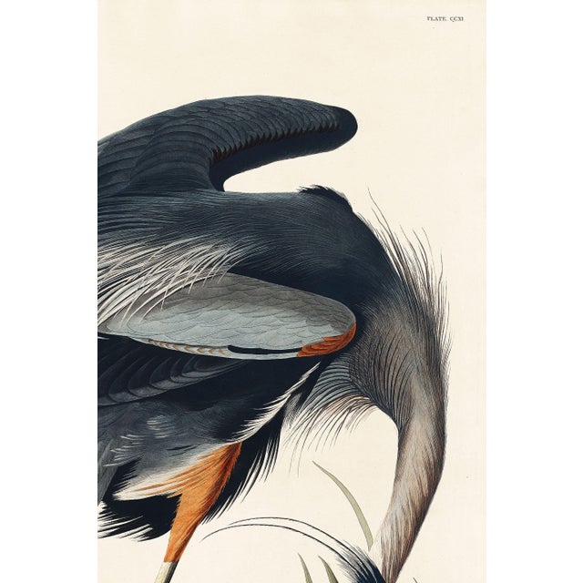 Great Blue Heron by John James Audubon, Vintage Art Print Reproduction, 20" × 30" For Sale In Buffalo - Image 6 of 9