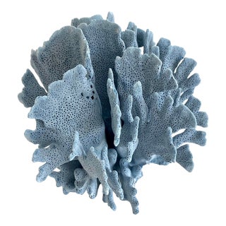 Natural Blue Coral Specimen Coastal Beach Decor For Sale