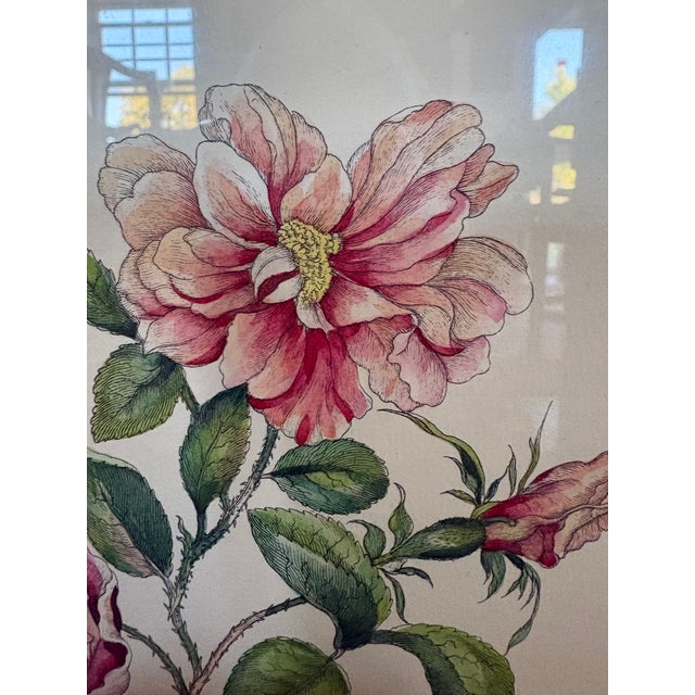 A Hand Colored Engraving of Pink Roses For Sale - Image 4 of 15