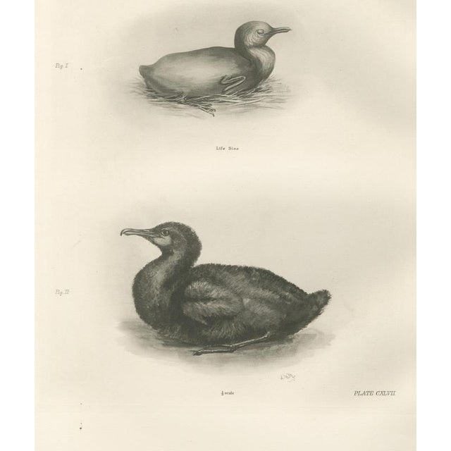 After Lilian Medland, Young Cormorants, 1909, Print For Sale - Image 12 of 12