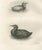 After Lilian Medland, Young Cormorants, 1909, Print For Sale - Image 12 of 12