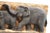 Elephant Family Carved on Wood Plaque With Formica Base For Sale - Image 9 of 11