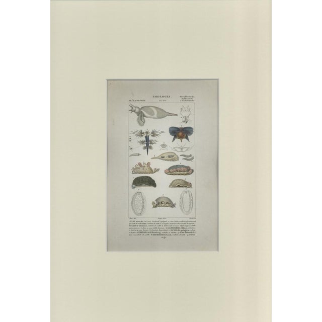 This is one of the illustrations of " Dizionario di scienze naturali " (Natural sciences dictionary) edited by Battelli...