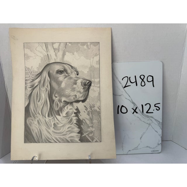 1940s Original Signed Graphite Illustration of English Setter Portrait, 12.5 × 10 In. For Sale - Image 5 of 5