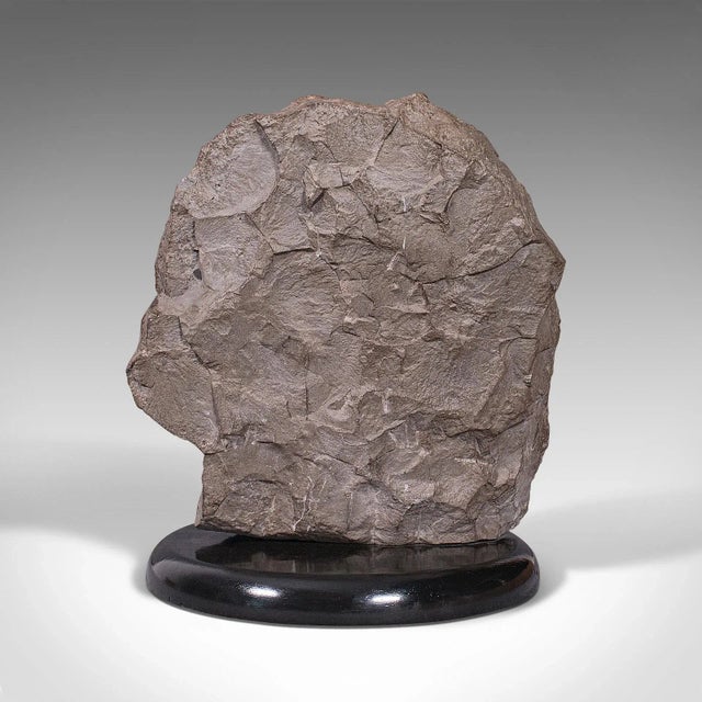 1910s Large Antique English Decorative Ammonite For Sale - Image 6 of 13