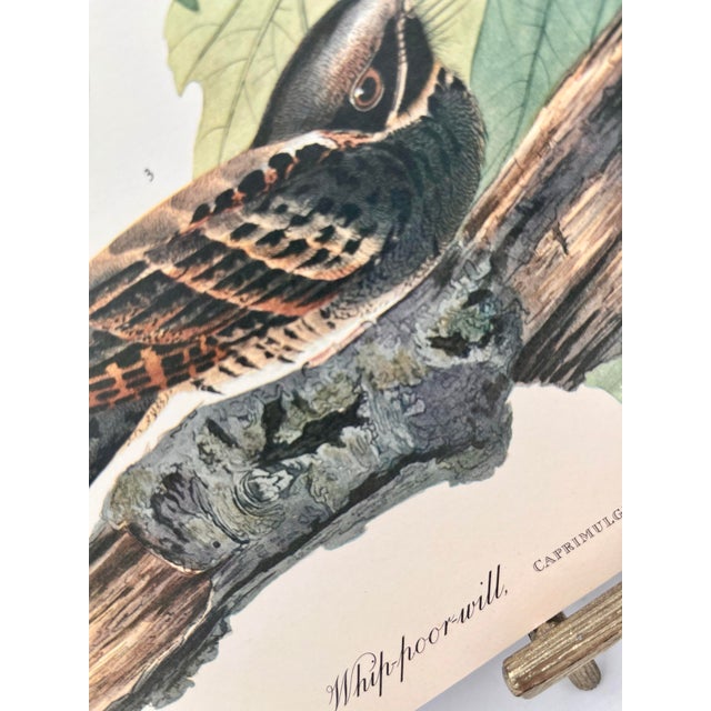 John James Audubon 1964 Audubon Folio Lithograph Great Bird Paintings – “Whippoorwill” 17x14 For Sale - Image 4 of 7