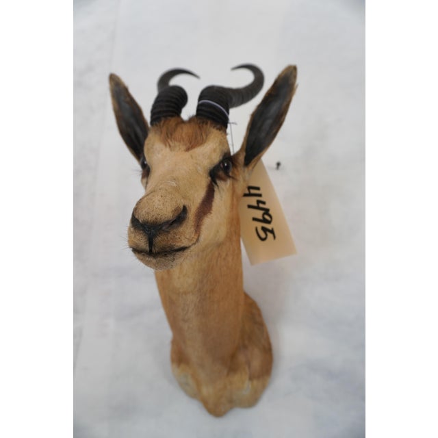 2000 - 2009 Springbuck Taxidermy Mount Bust Head For Sale - Image 5 of 15