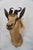 2000 - 2009 Springbuck Taxidermy Mount Bust Head For Sale - Image 5 of 15