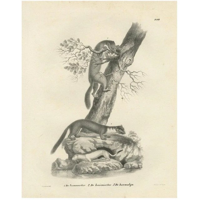 C.C. G. Zool., Pine Marten, Beech Marten, and Ermine in Nature, 1836, Lithograph For Sale - Image 10 of 10