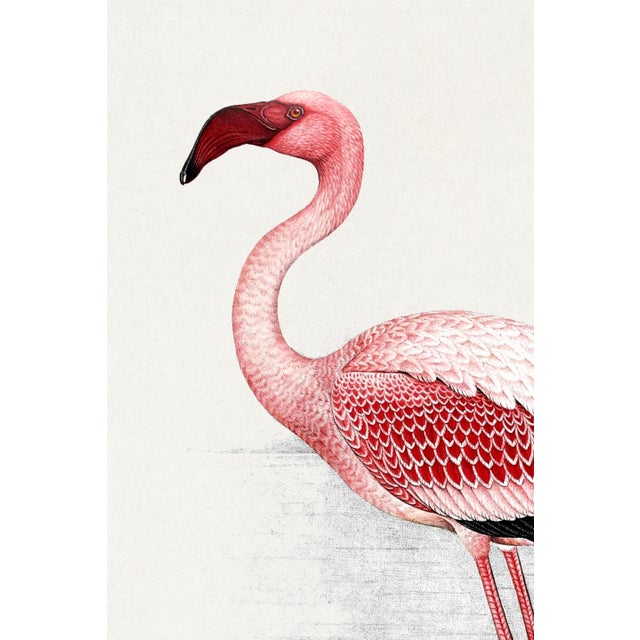 Lesser Flamingo by C. G. Finch-Davies, Vintage Reproduction Bird Art Print, 40" × 60" For Sale - Image 4 of 7