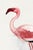 Lesser Flamingo by C. G. Finch-Davies, Vintage Reproduction Bird Art Print, 40" × 60" For Sale - Image 4 of 7