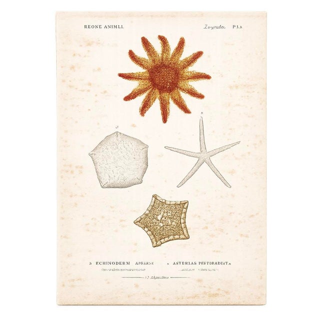 Set of two original engravings from the Zoophytes of Georges Cuvier’s 19th-century work, Le Règne Animal, illustrates...