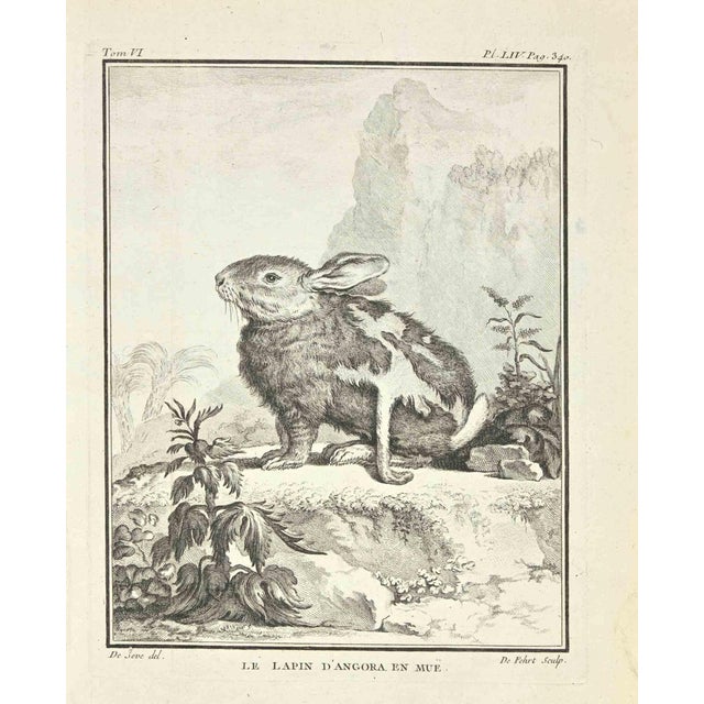 Antoine Defehrt, Le Lapin D'Angora en Mue, Etching, 1771 For Sale