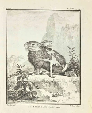 Antoine Defehrt, Le Lapin D'Angora en Mue, Etching, 1771