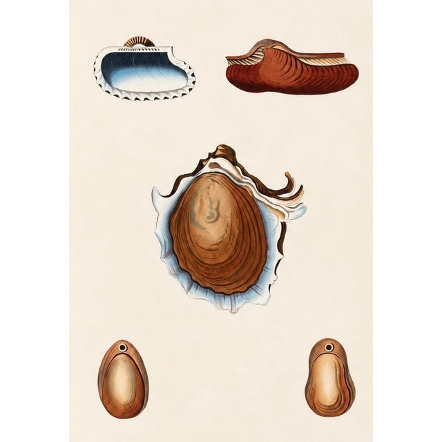 Illustration Arca Oyster Shells Original Print by Perry, 1810 For Sale - Image 3 of 3
