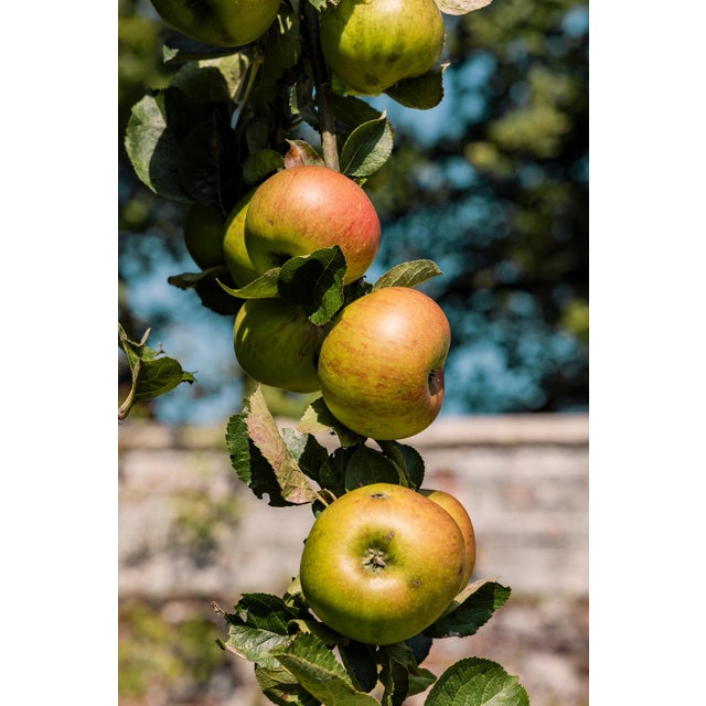 Guy Sargent, Apples, Archival Pigment Print For Sale - Image 6 of 6