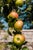 Guy Sargent, Apples, Archival Pigment Print For Sale - Image 6 of 6
