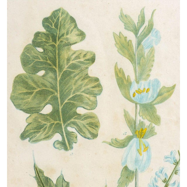 Johann Wilhelm Weinmann Botanical Engravings, Pair For Sale - Image 12 of 14